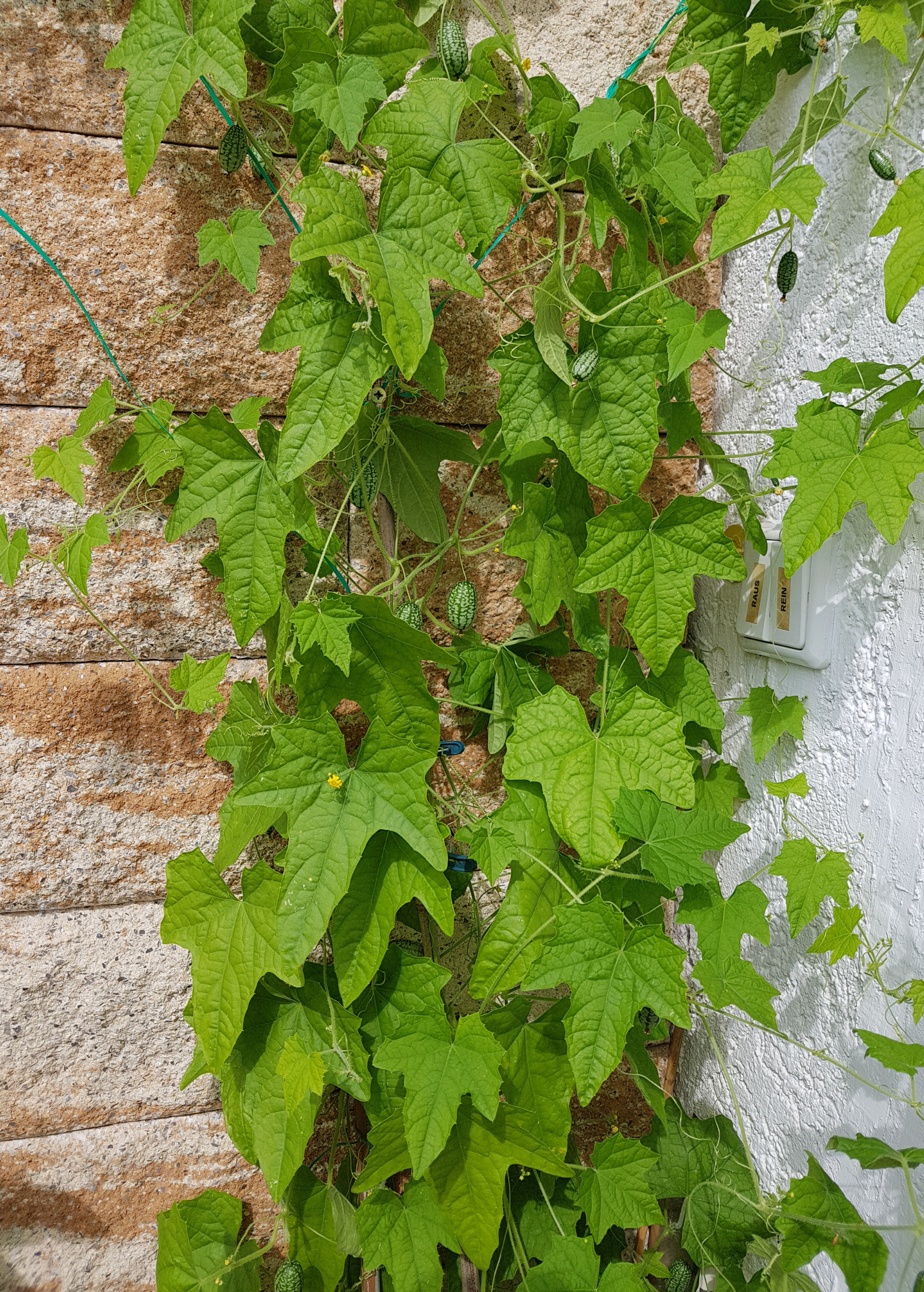 Fruiting Mouse Melon plant in coconut coir pot by Sow Exotic, showcasing small vine with tiny green fruits and lush leaves.