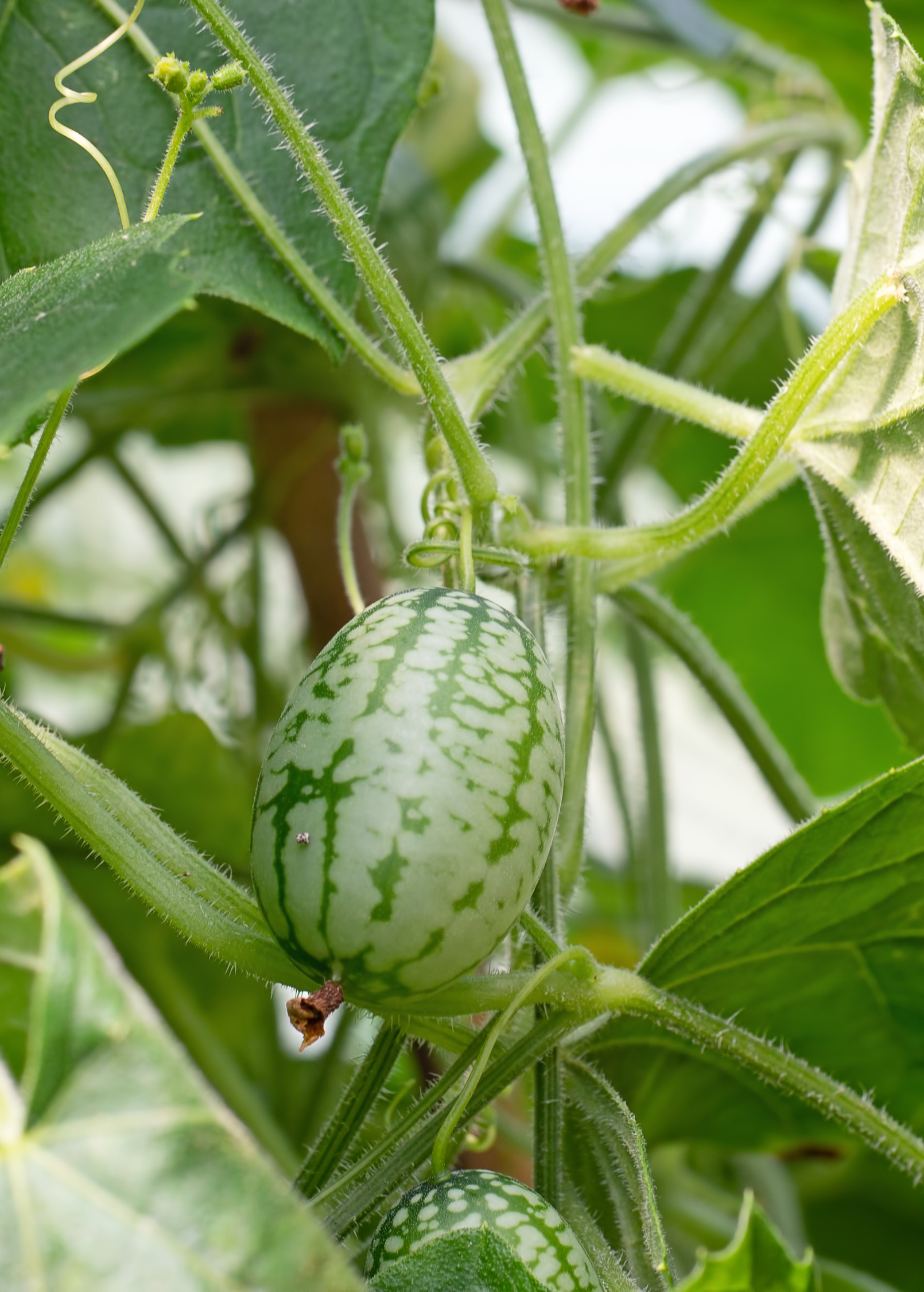 Mouse melon plant in a coconut coir pot, showcasing its small, green fruit and lush foliage from Sow Exotic.
