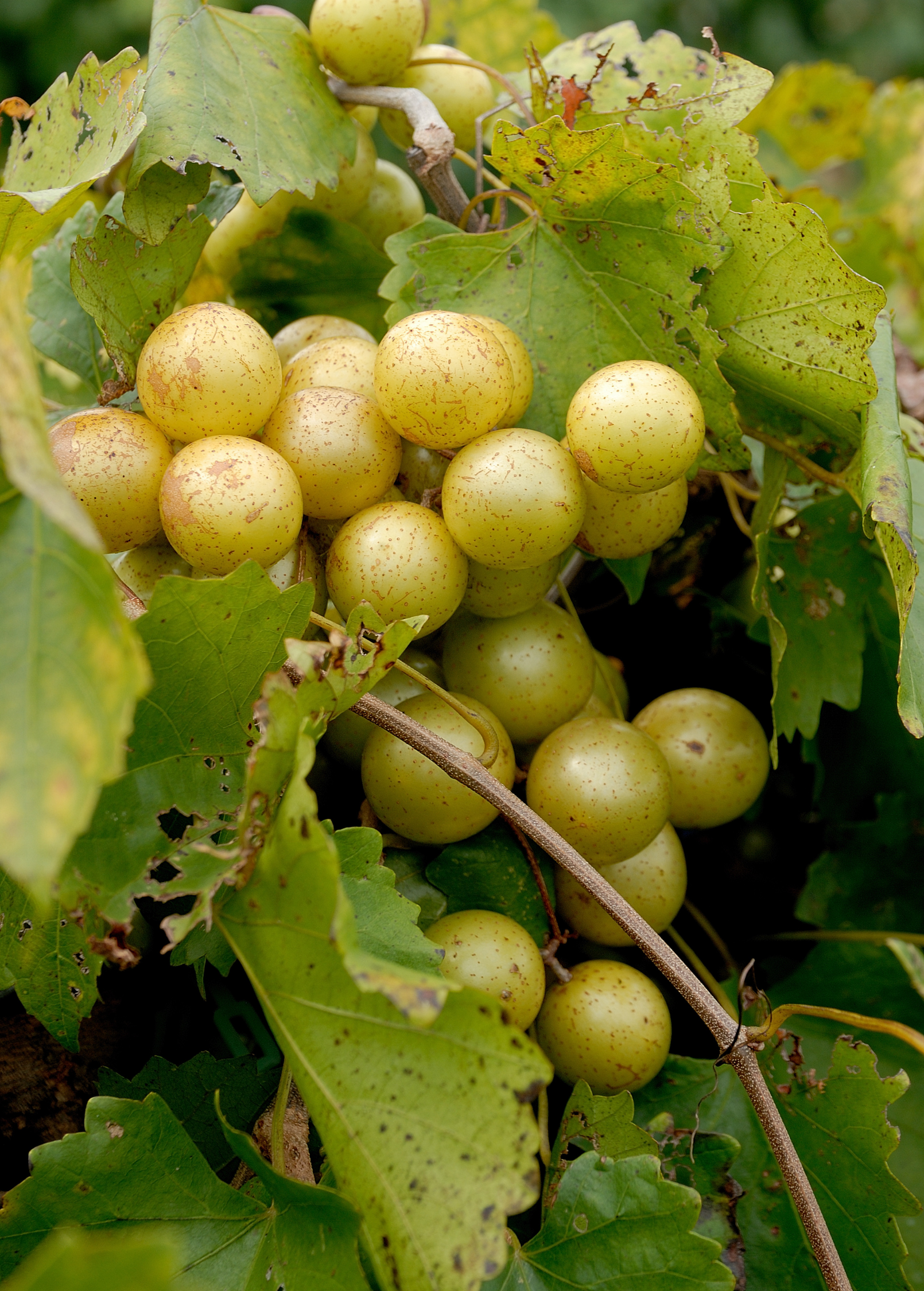 Muscadine Grape 'Welder' Vitis rotundifolia fruiting plant in coconut coir pot, grown by Sow Exotic.