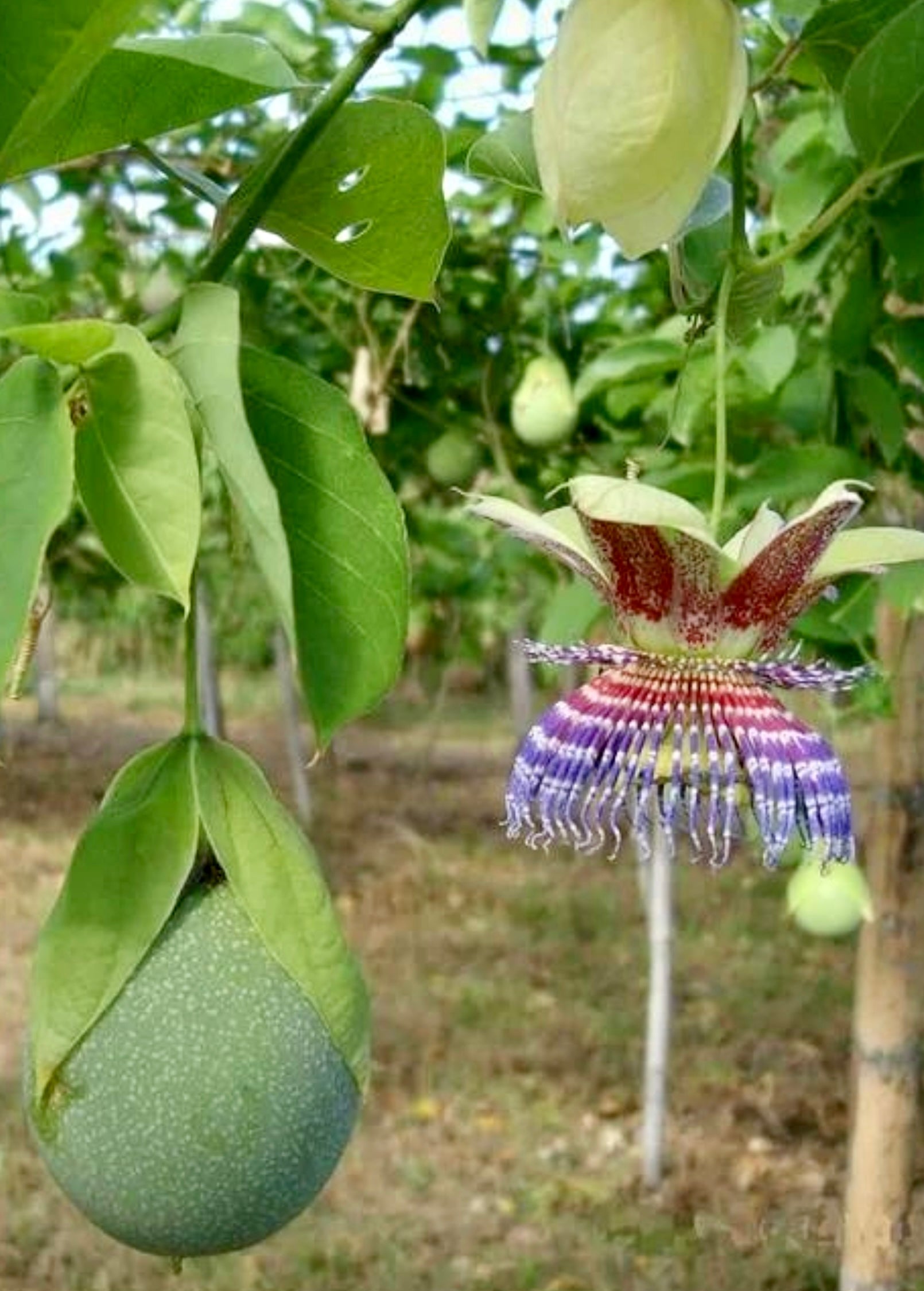 Passiflora maliformis fruiting plant in a coconut coir pot by Sow Exotic, showcasing lush green leaves and developing passionfruit.