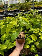 Passion Fruit Panama Red plant in coconut coir pot, showcasing vibrant green foliage and developing passion fruit on the vine.