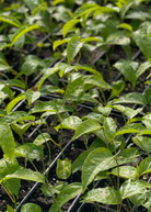 Passion Fruit ‘Purple Possum’ planting in coconut coir pot, healthy Passiflora edulis fruiting plant by Sow Exotic.
