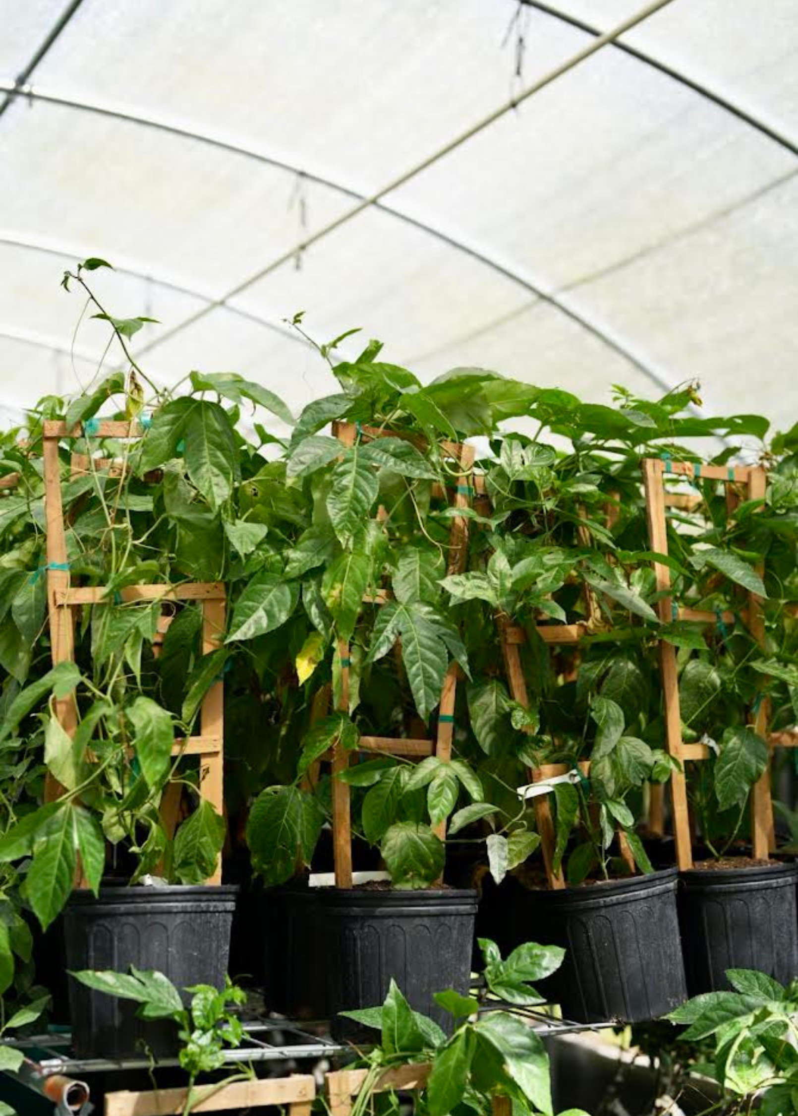 Passion Fruit 'Purple Possum' plant in coconut coir pot, showcasing lush green foliage and developing passion fruit flowers.