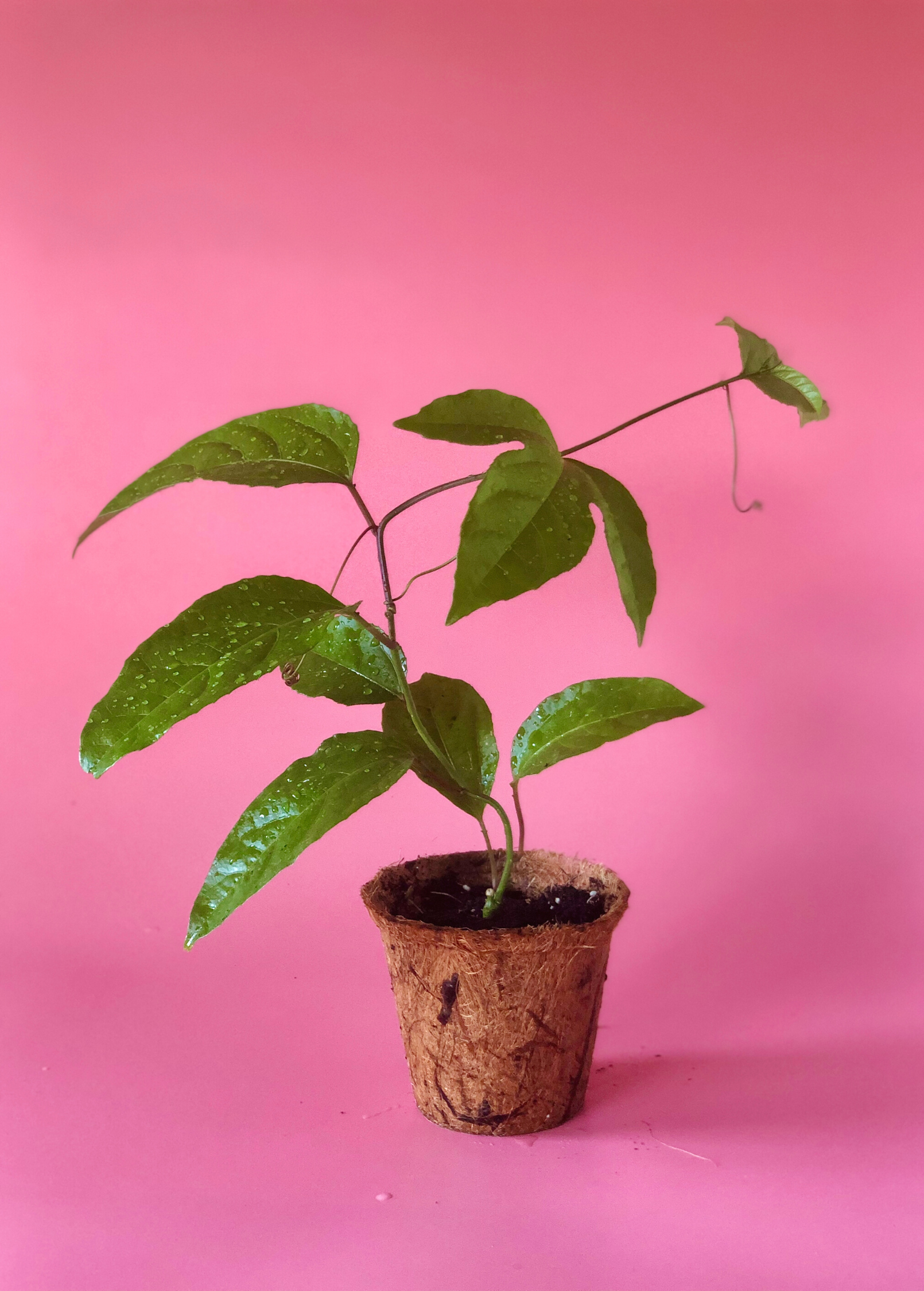 Passion Fruit ‘Purple Possum’ plant in coconut coir pot, healthy Passiflora edulis fruiting plant from Sow Exotic.