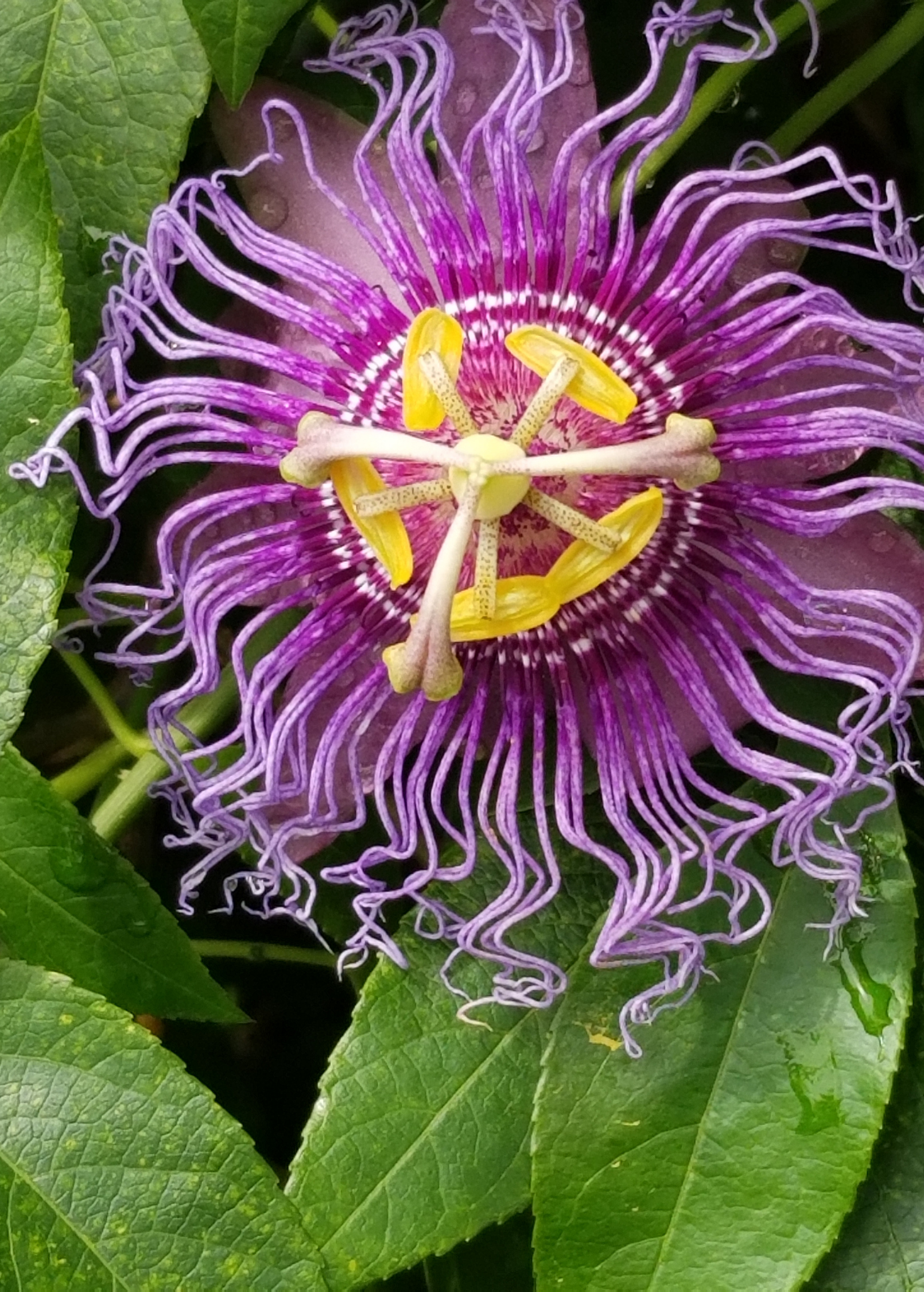 Passion Fruit ‘Purple Possum’ planting in coconut coir pot, a thriving Passiflora edulis fruiting plant by Sow Exotic.