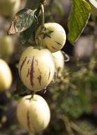 Pepino Dulce fruiting plant in coconut coir pot by Sow Exotic, showcasing lush green leaves and developing fruit.