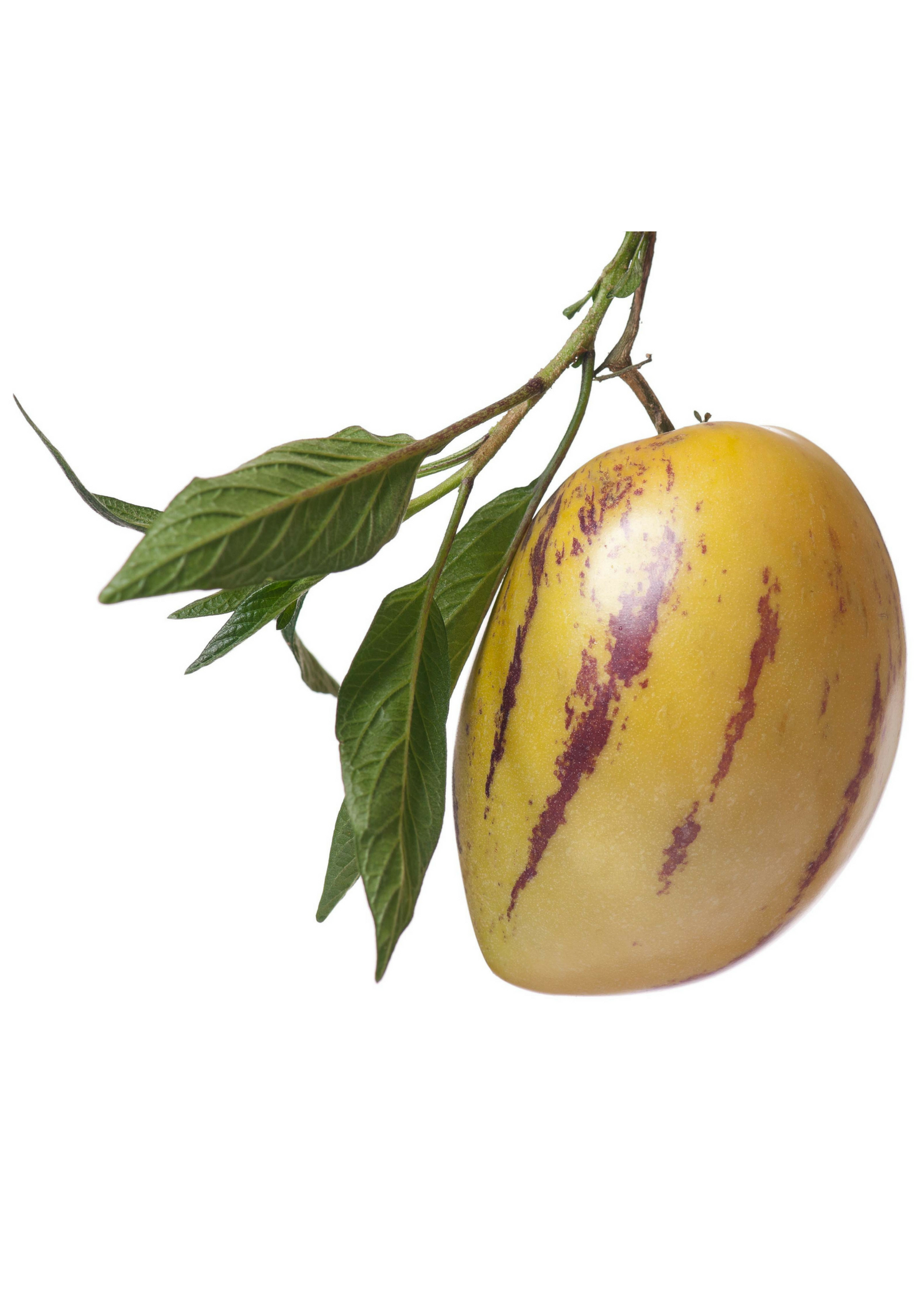 Pepino Dulce (Solanum muricatum) fruiting plant in a medium coconut coir pot by Sow Exotic, showcasing lush green foliage and developing fruit.