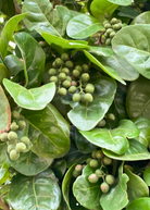 Pigeon Plum fruiting plant in a coconut coir pot, showcasing green foliage and developing fruit, by Sow Exotic.