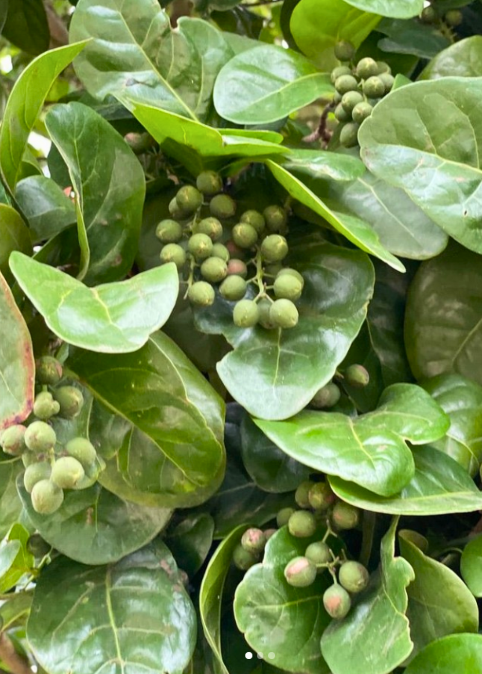 Pigeon Plum fruiting plant in a coconut coir pot, showcasing green foliage and developing fruit, by Sow Exotic.