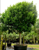 Pigeon Plum plant in a coconut coir pot, showing green foliage and small fruiting branches, by Sow Exotic.
