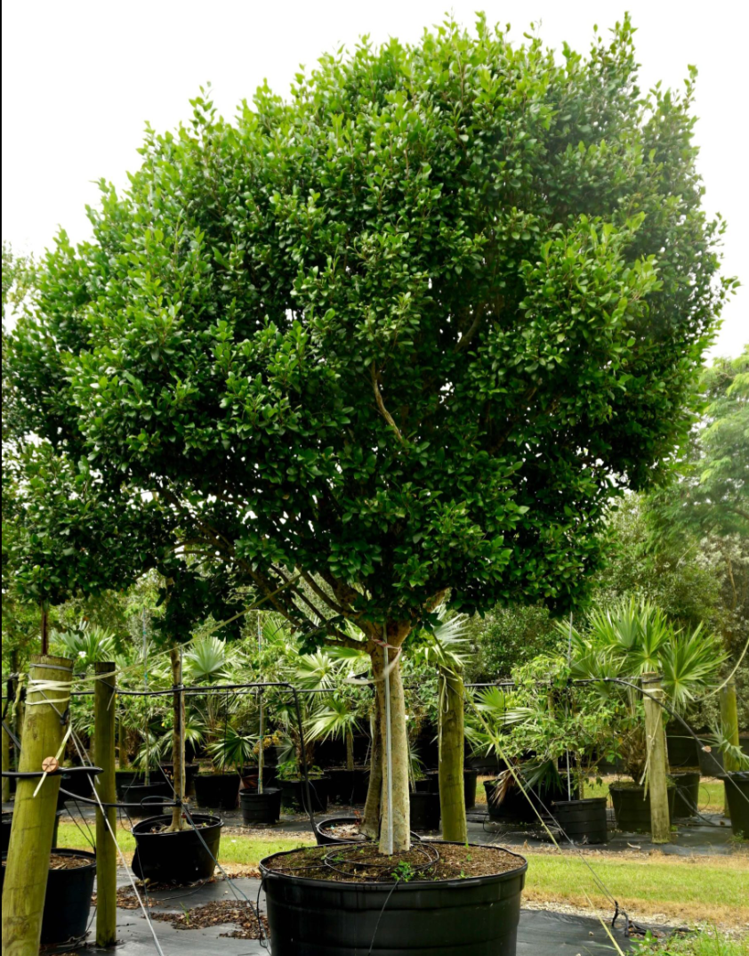 Pigeon Plum plant in a coconut coir pot, showing green foliage and small fruiting branches, by Sow Exotic.