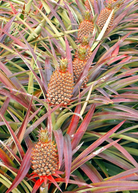Pineapple 'Florida Special' fruiting plant in coconut coir pot by Sow Exotic, showcasing lush green pineapple leaves.