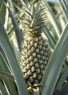 Pineapple 'Florida Special' fruiting plant in a coconut coir pot by Sow Exotic, showcasing healthy green leaves and developing pineapple fruit.