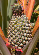 Pineapple 'Florida Special' fruiting plant in coconut coir pot, grown by Sow Exotic, with lush green pineapple leaves.