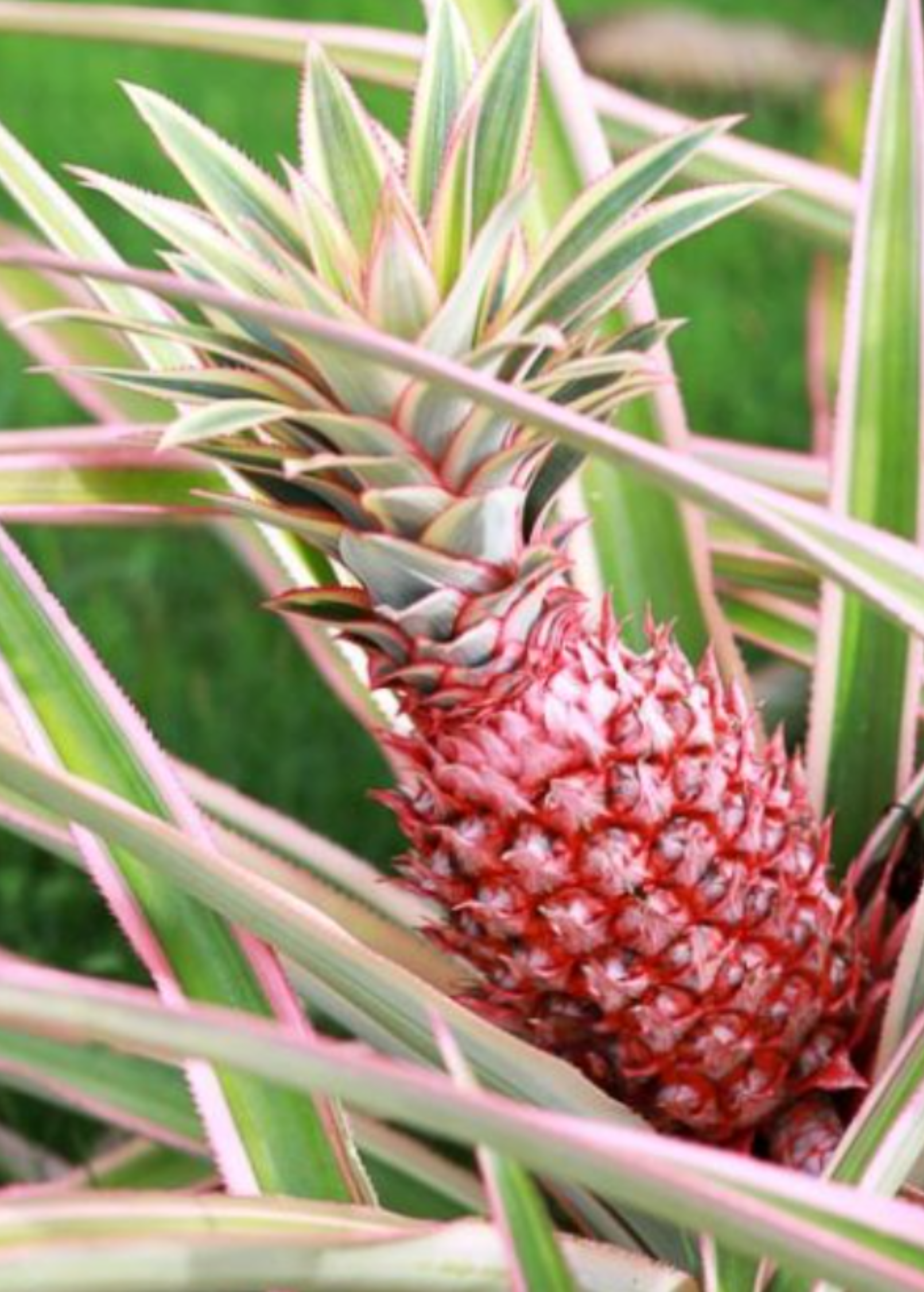 Variegated Pineapple 'Juicy' fruiting plant in coconut coir pot by Sow Exotic, showcasing lush green and variegated leaves.
