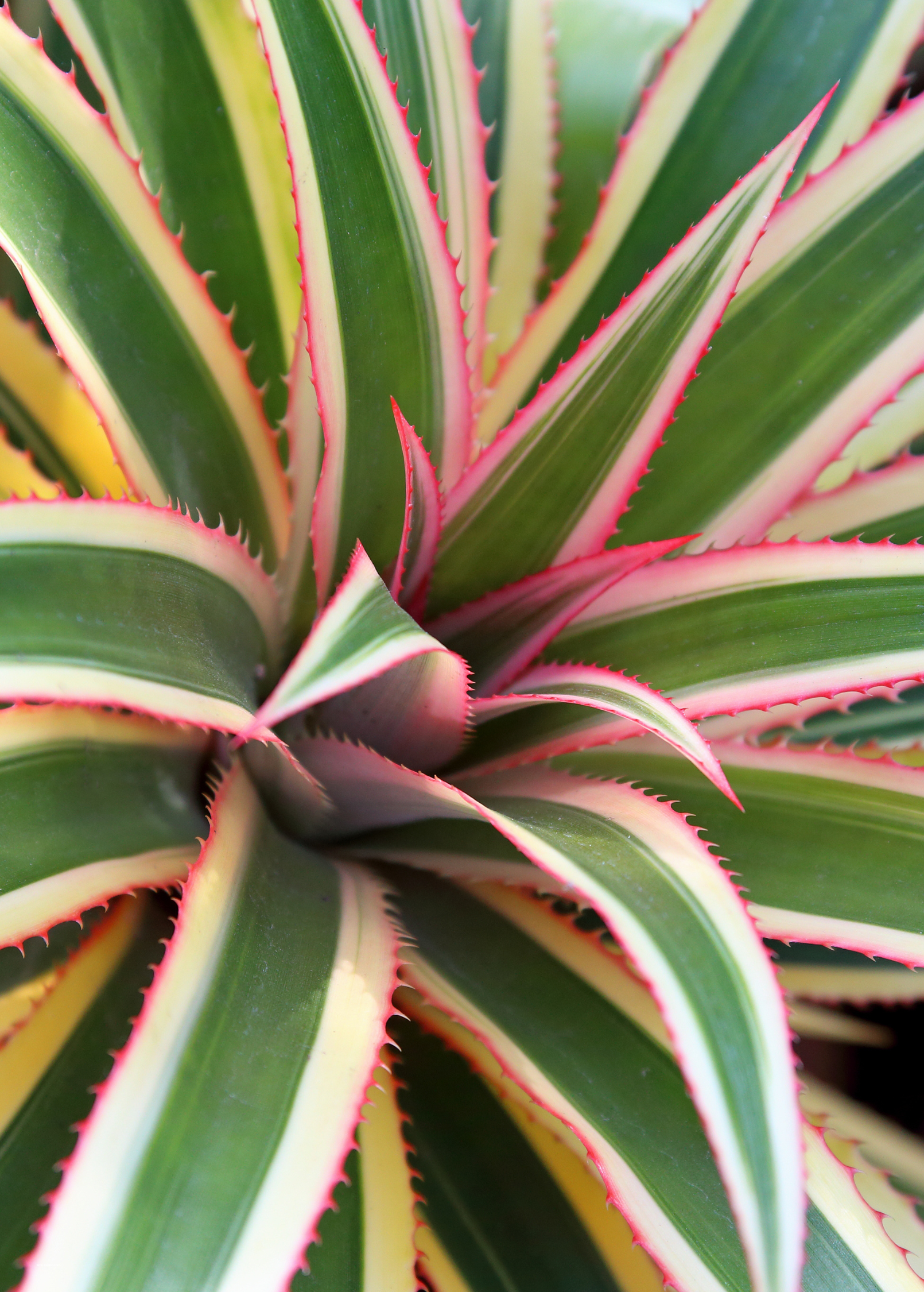 Variegated Pineapple 'Juicy' fruiting plant in coconut coir pot by Sow Exotic, showcasing its colorful, variegated leaves.