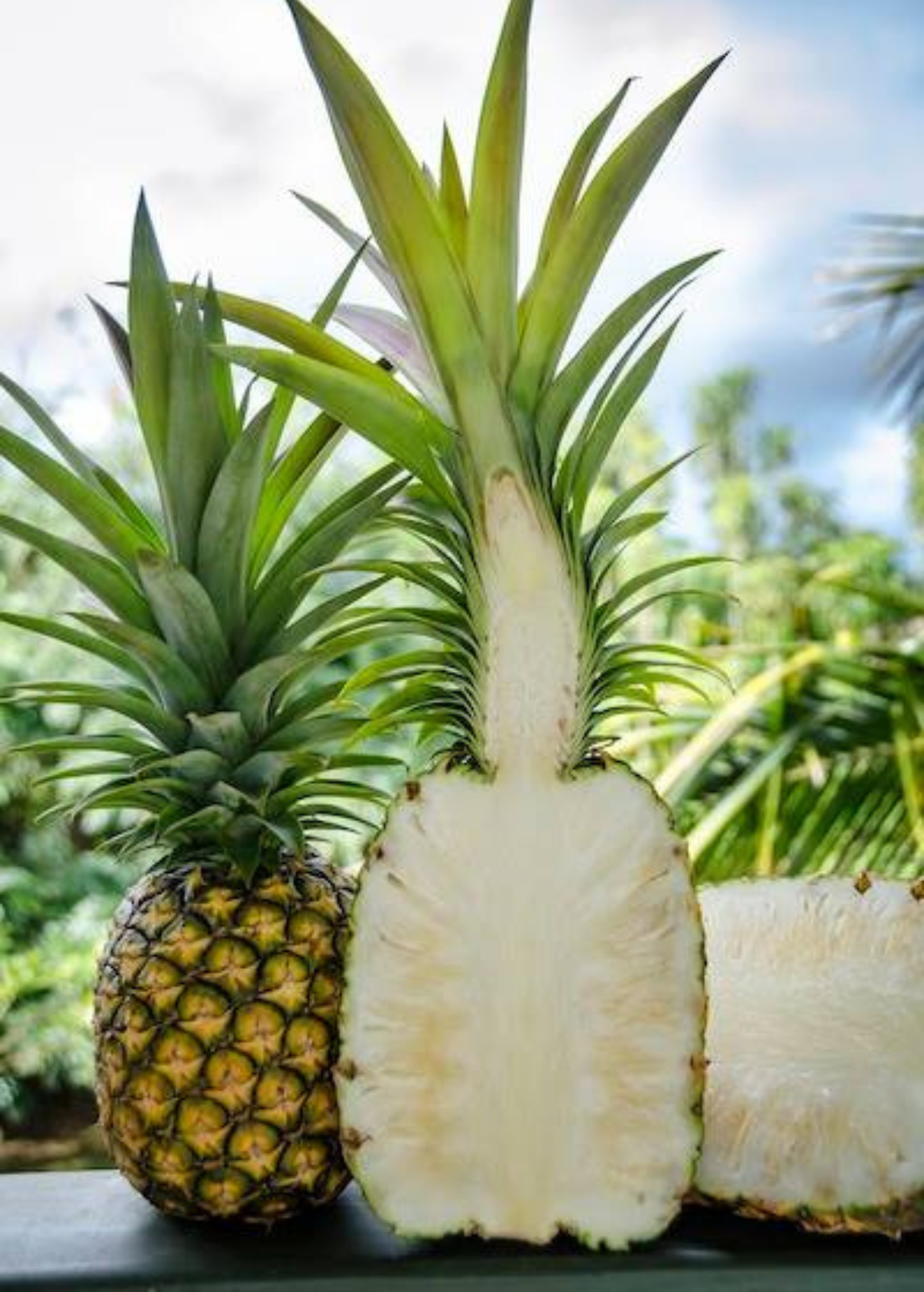 Pineapple 'Sugar Loaf' fruiting plant in coconut coir pot by Sow Exotic, showcasing lush green pineapple leaves.