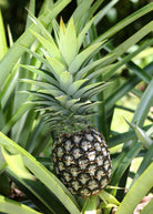 Pineapple 'White Jade' fruiting plant in coconut coir pot by Sow Exotic, showcasing healthy green leaves and developing pineapple fruit.