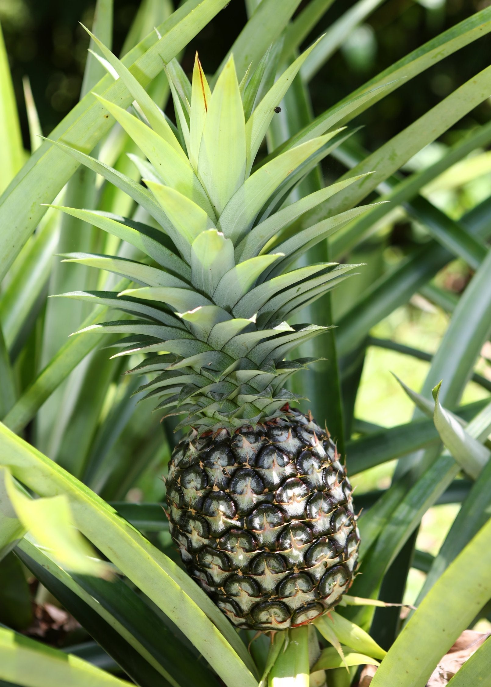 Pineapple 'White Jade' fruiting plant in coconut coir pot by Sow Exotic, showcasing healthy green leaves and developing pineapple fruit.