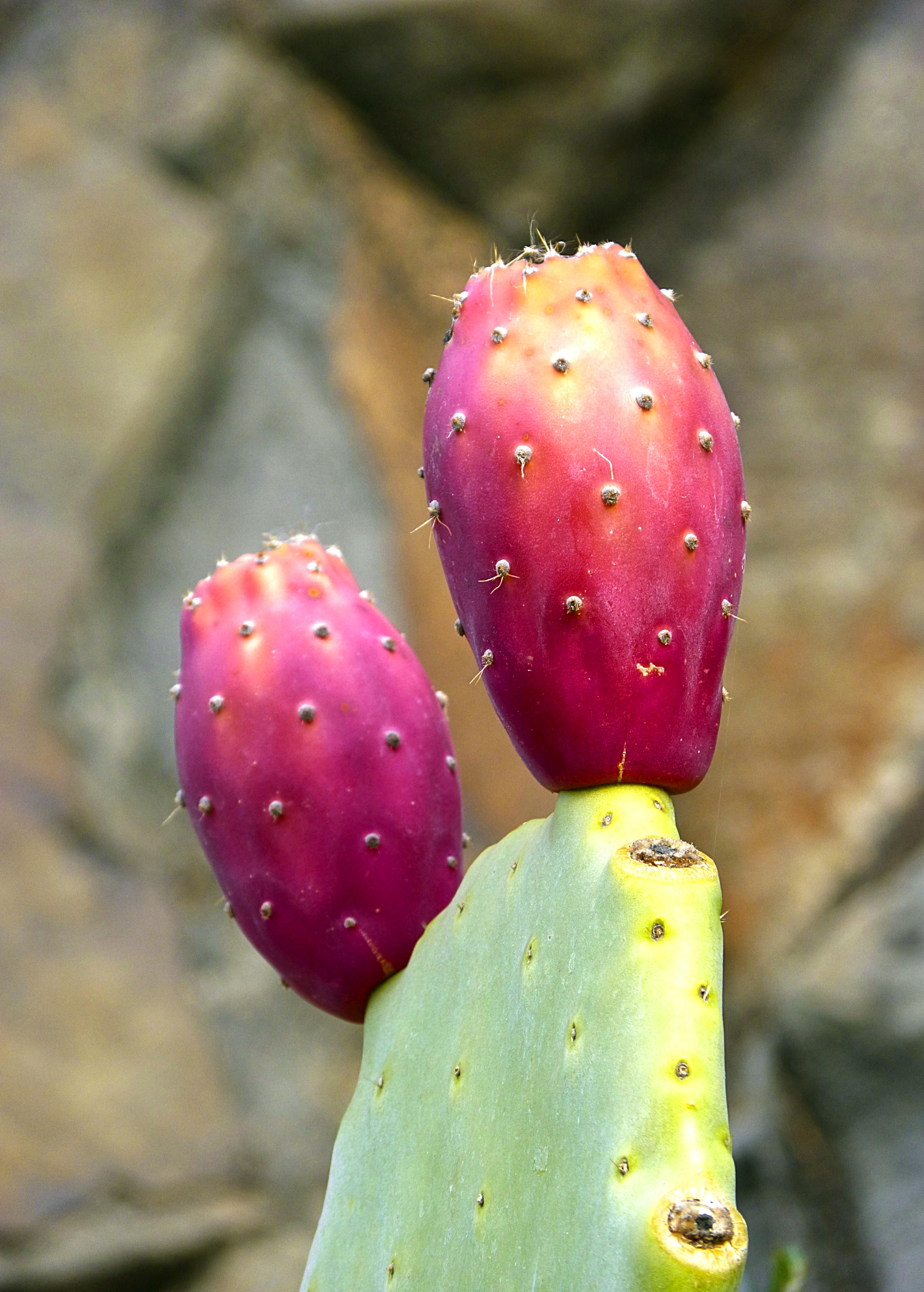 Prickly Pear Opuntia ficus-indica fruiting plant in a coconut coir pot by Sow Exotic with vibrant green pads and spines
