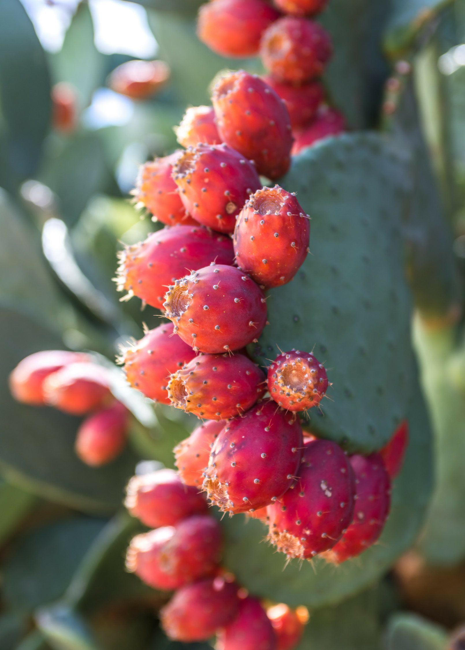 Prickly Pear (Opuntia ficus-indica) fruiting plant in coconut coir pot by Sow Exotic with green pads and vibrant fruit.