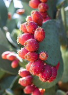 Prickly Pear (Opuntia ficus-indica) fruiting plant in coconut coir pot by Sow Exotic with green pads and vibrant fruit.