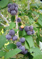 Raspberry Mysore fruiting plant in coconut coir pot, showing healthy green foliage and developing raspberry berries.