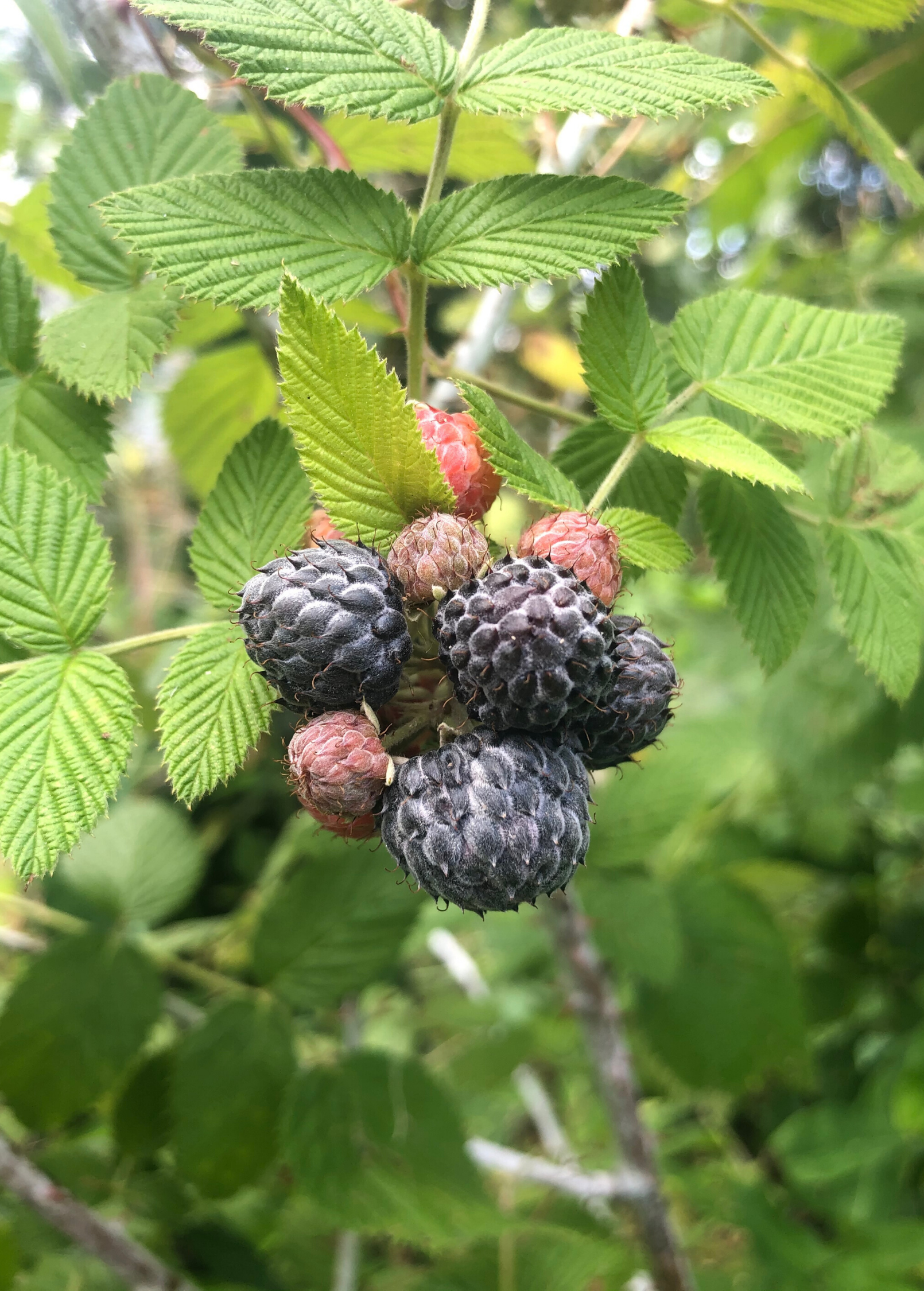 Raspberry Mysore fruiting plant in a coconut coir pot, featuring lush green foliage and developing raspberry buds.