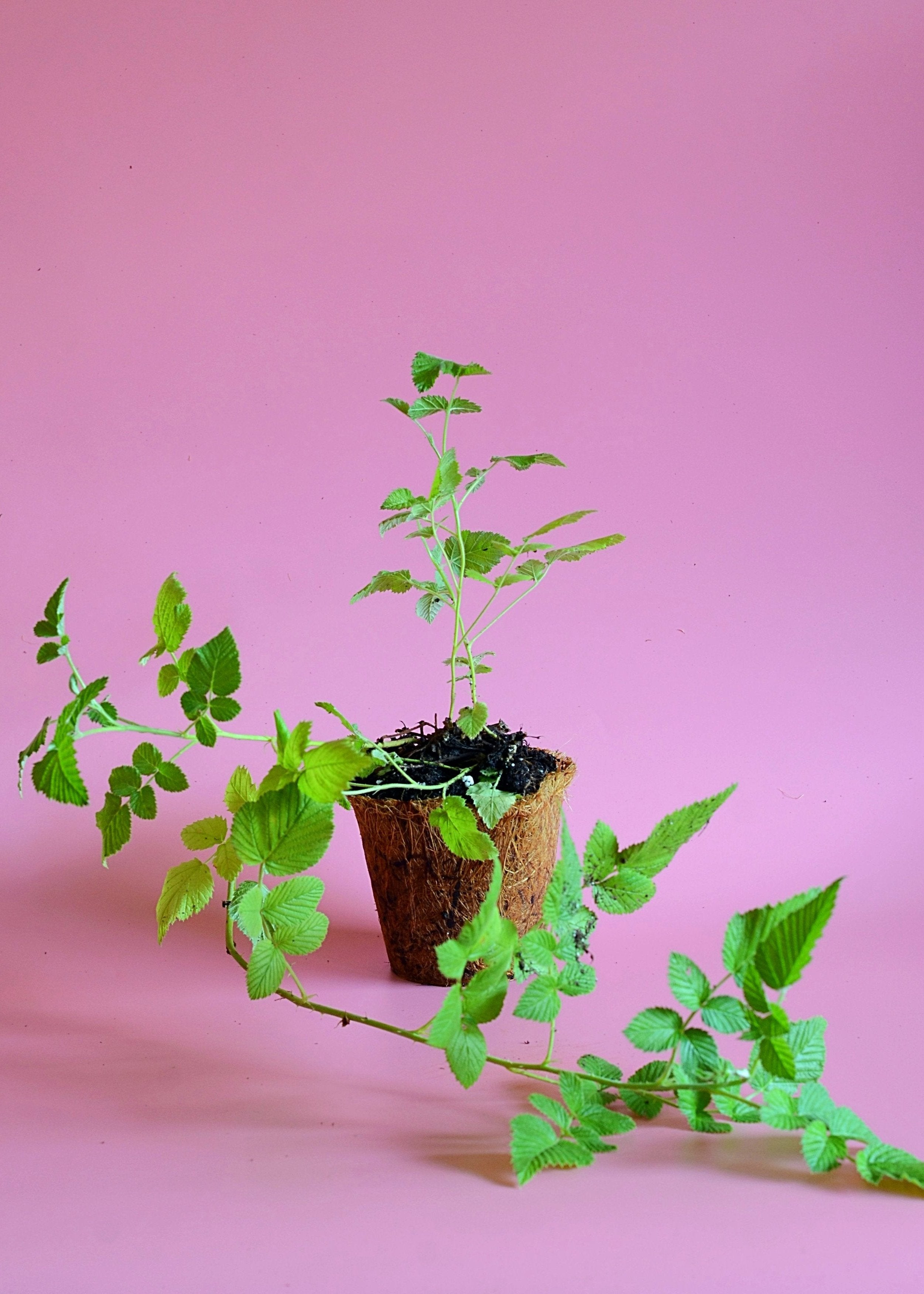 Raspberry 'Mysore' fruiting plant in a coconut coir pot, grown by Sow Exotic, with lush green foliage and raspberry stems.
