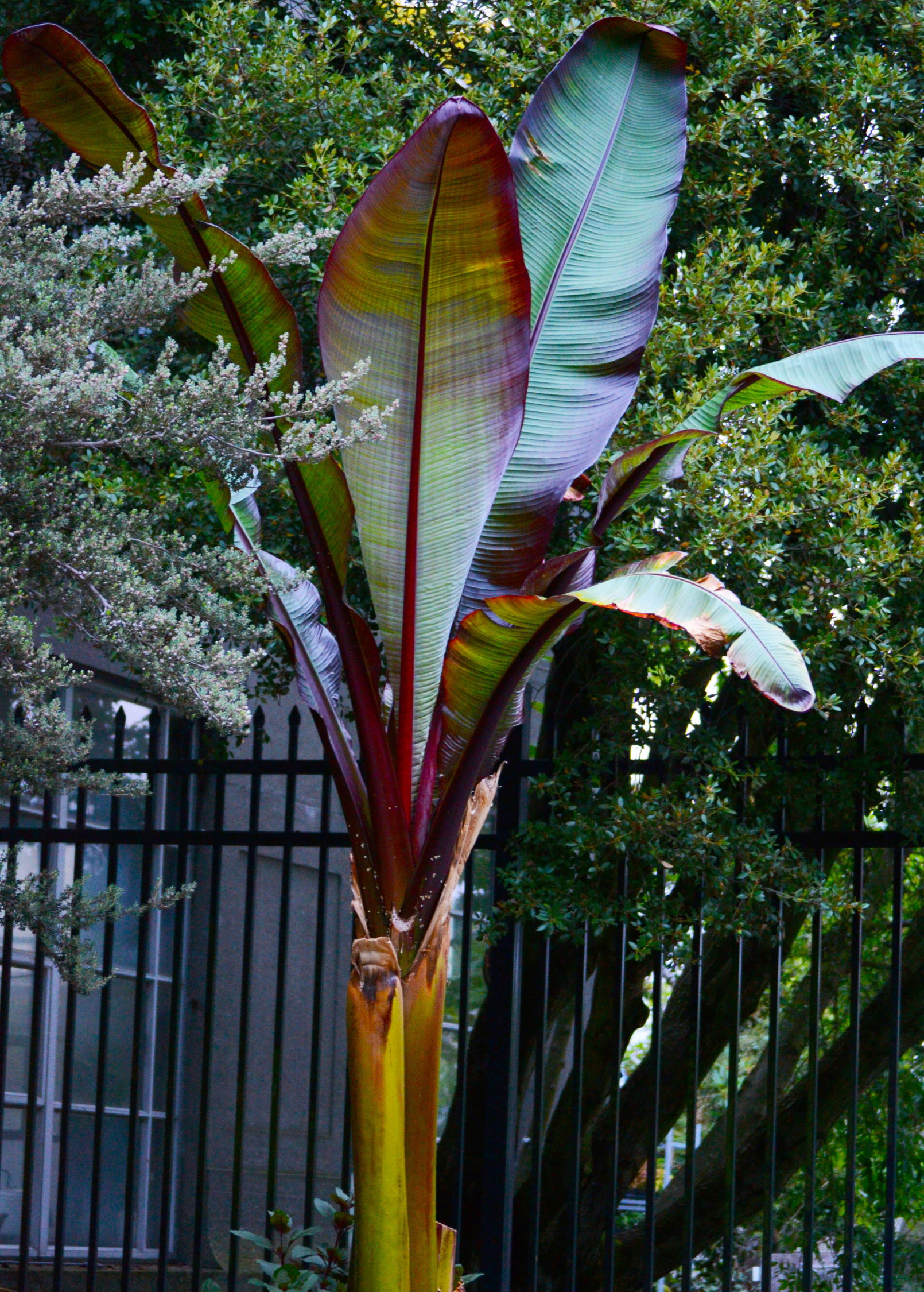 Red Abyssinian Ensete ventricosum Maurelii fruiting plant in coconut coir pot, showcasing vibrant red foliage and lush green leaves.
