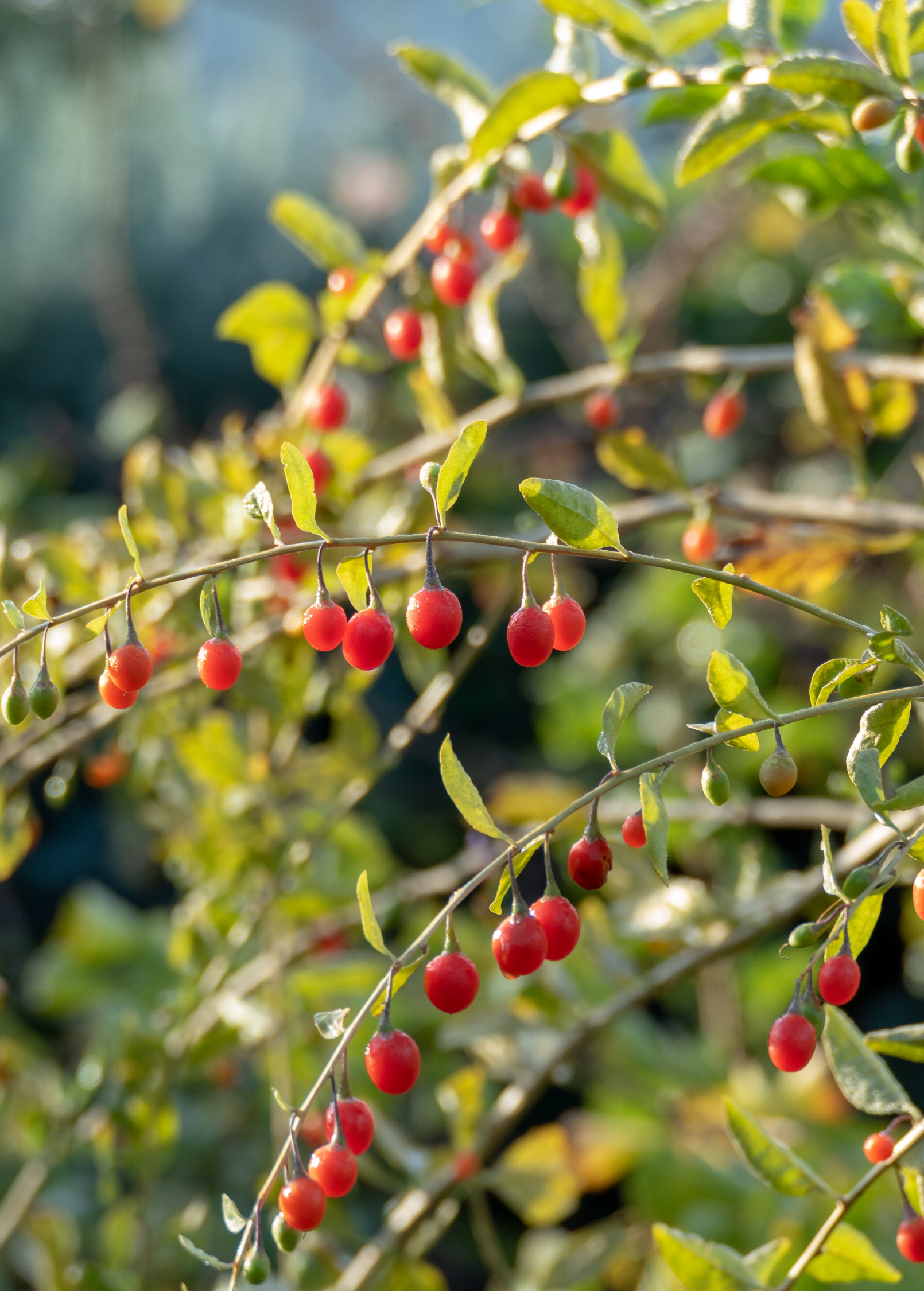 Red Goji Berry fruiting plant in a coconut coir pot by Sow Exotic, showcasing vibrant red berries and lush green foliage.