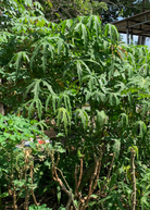 Sea Salad Hibiscus Tree in a coconut coir pot, featuring lush green foliage and vibrant flowering branches.