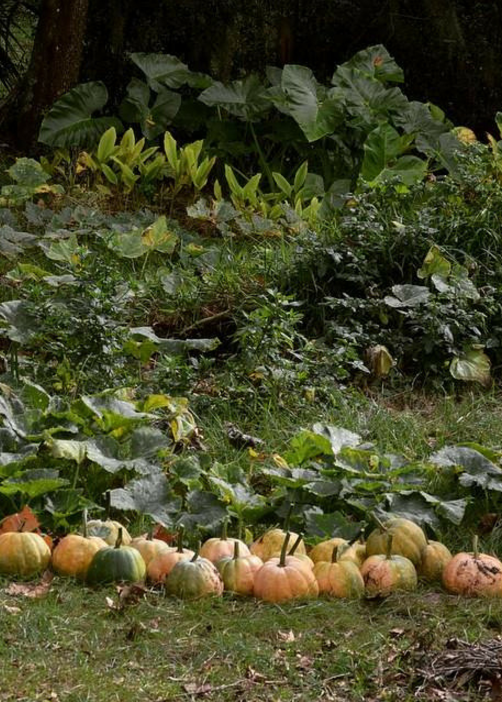 Seminole Pumpkin fruiting plant by Sow Exotic in a coconut coir pot, featuring lush green foliage and developing pumpkin fruits.