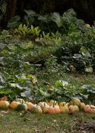 Seminole Pumpkin fruiting plant by Sow Exotic in a coconut coir pot, featuring lush green foliage and developing pumpkin fruits.