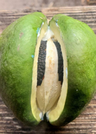 Sky Squash Morrenia odorata fruiting plant in a coconut coir pot, showcasing green, leafy foliage and developing fruit.