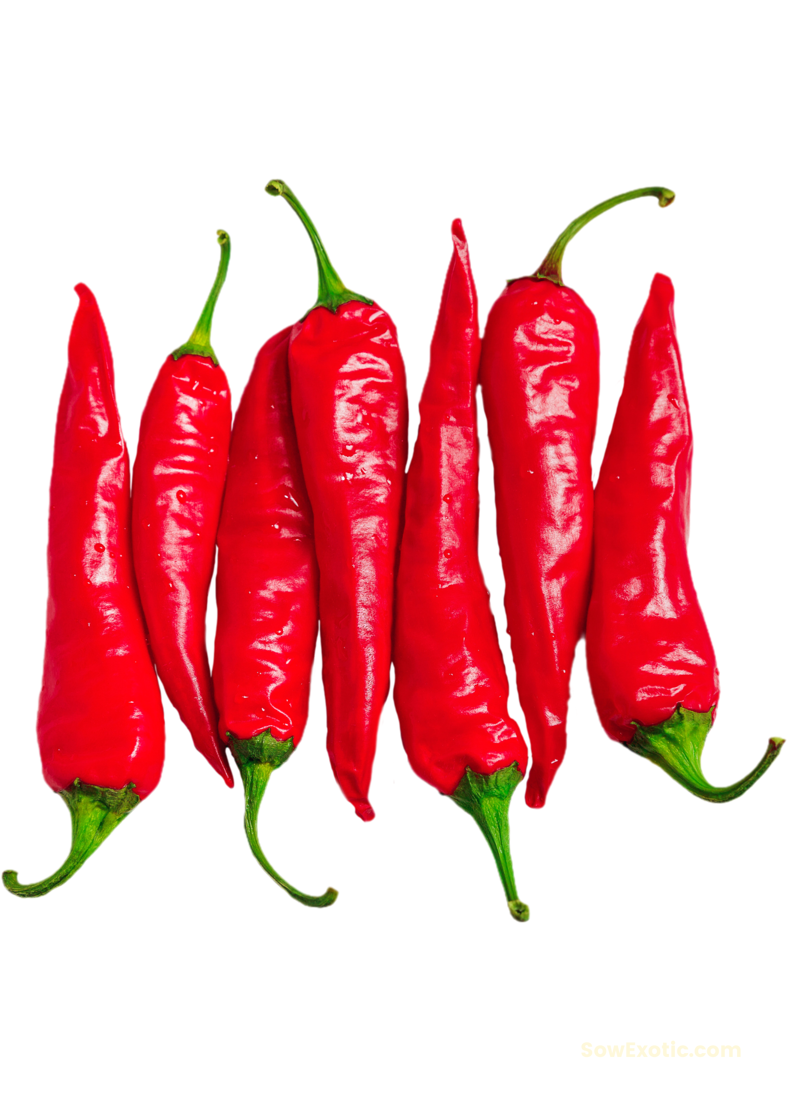 Thai Chili fruiting plant by Sow Exotic in a coconut coir pot, showcasing vibrant red chili peppers and lush green foliage.
