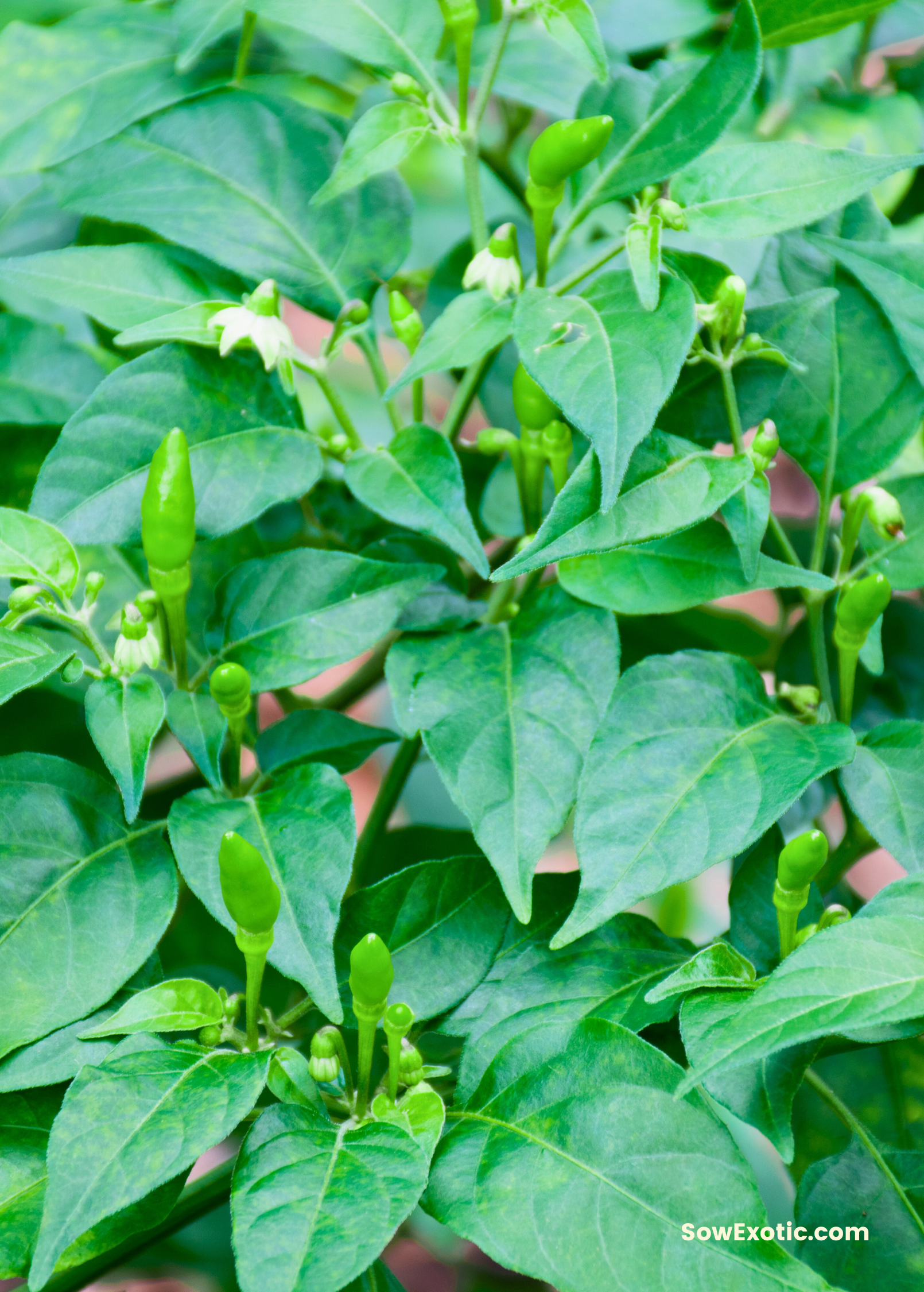 Thai Chili Capsicum annuum fruiting plant in coconut coir pot, healthy green chili peppers on Sow Exotic Thai Chili plant.
