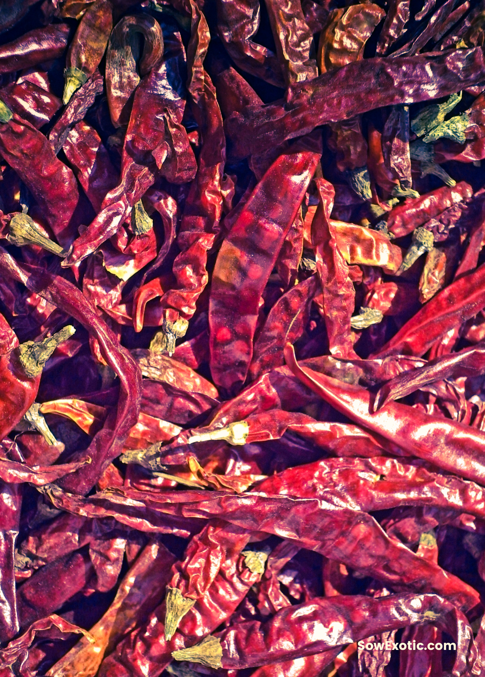 Thai Chili fruiting plant in a coconut coir pot, showcasing vibrant red chili peppers on Sow Exotic's Capsicum annuum variety.