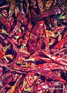 Thai Chili fruiting plant in a coconut coir pot, showcasing vibrant red chili peppers on Sow Exotic's Capsicum annuum variety.