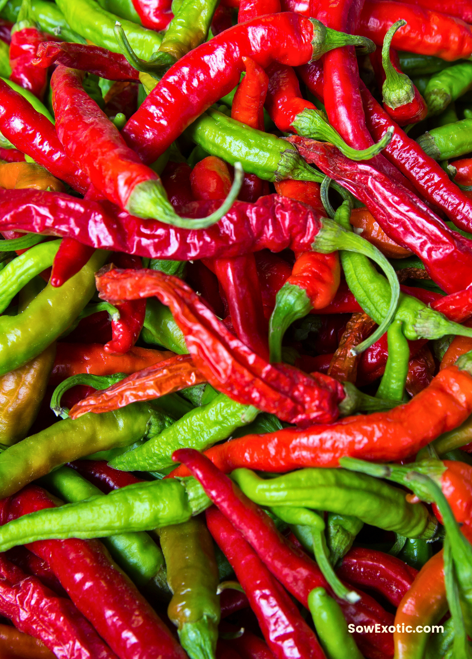 Thai Chili fruiting plant in a coconut coir pot, showcasing vibrant red chili peppers on Sow Exotic's Capsicum annuum variety.
