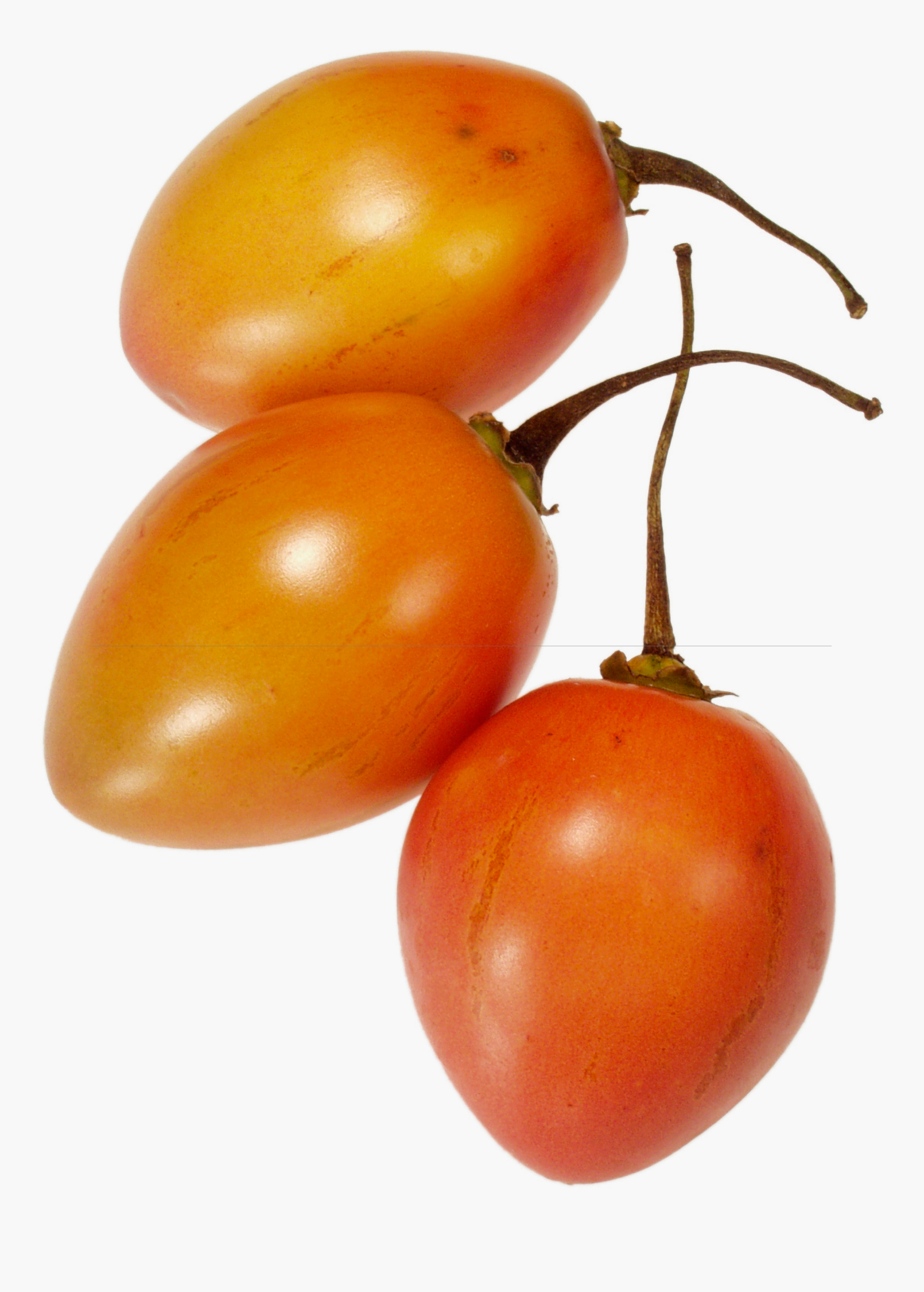 Fruiting Tree Tomato plant in a medium coconut coir pot, showcasing vibrant orange fruit and lush green leaves.
