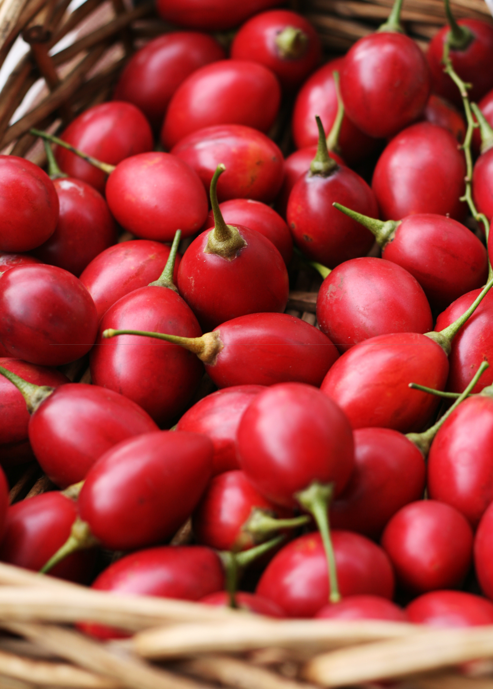 Red Tree Tomato fruiting plant in a coconut coir pot by Sow Exotic, showcasing vibrant red fruit and lush green leaves.