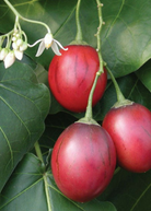 Red tree tomato fruiting plant in coconut coir pot, Cyphomandra betaceae, by Sow Exotic, showing mature branches and vibrant red fruit.