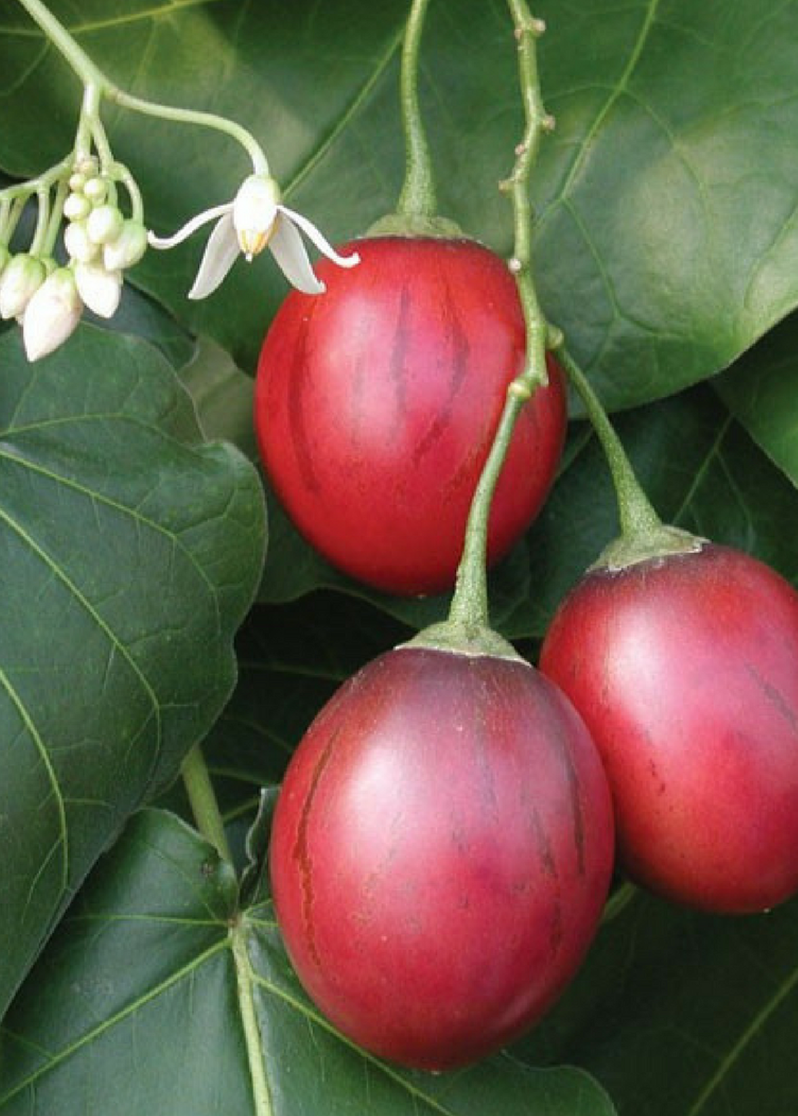 Red tree tomato fruiting plant in coconut coir pot, Cyphomandra betaceae, by Sow Exotic, showing mature branches and vibrant red fruit.