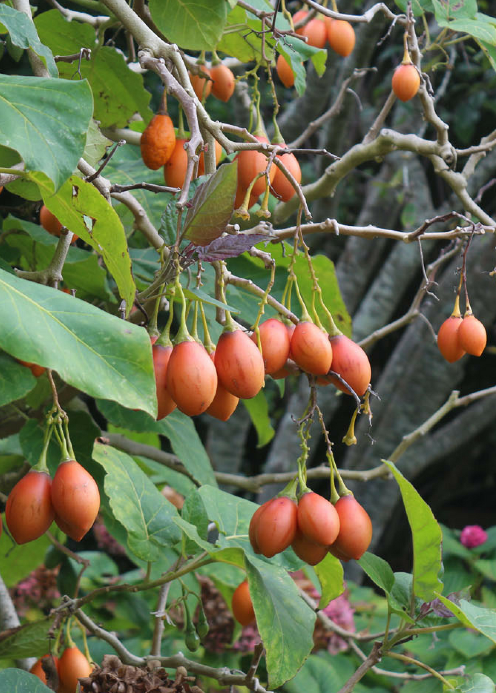 Red Tree Tomato fruiting plant in a coconut coir pot by Sow Exotic, showcasing the vibrant red fruit and lush green foliage.