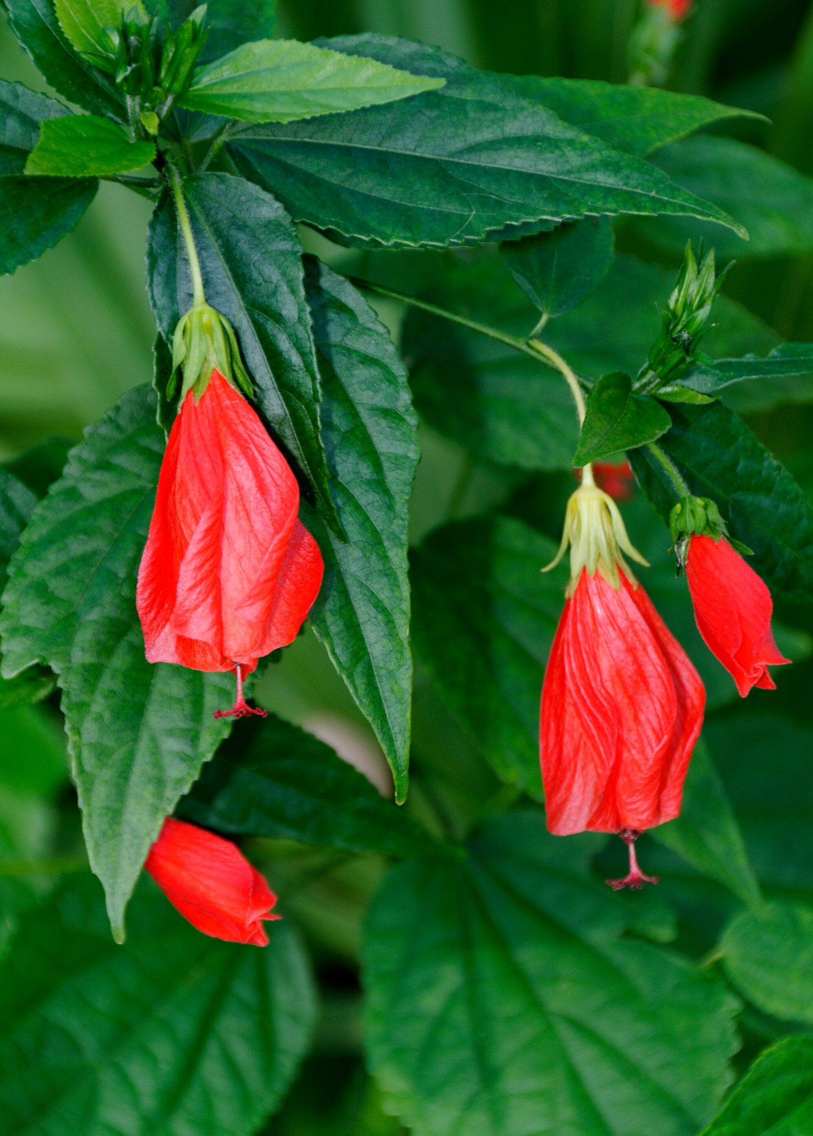 Fruiting Turk's Cap Malvaviscus arboreus plant in a coconut coir pot, showing green leaves and developing red fruit.