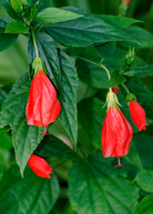 Fruiting Turk's Cap Malvaviscus arboreus plant in a coconut coir pot, showing green leaves and developing red fruit.