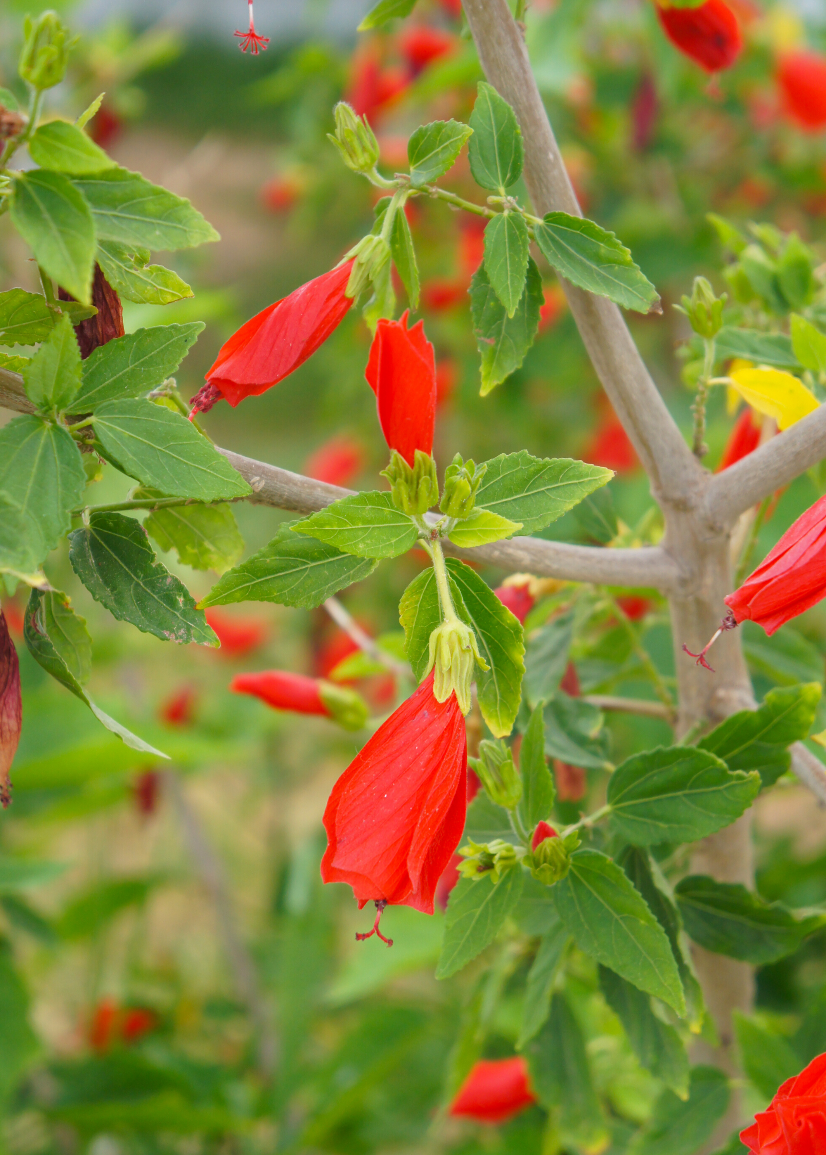 Turk's Cap (Malvaviscus arboreus) fruiting plant in coconut coir pot, grown by Sow Exotic with vibrant, leafy branches