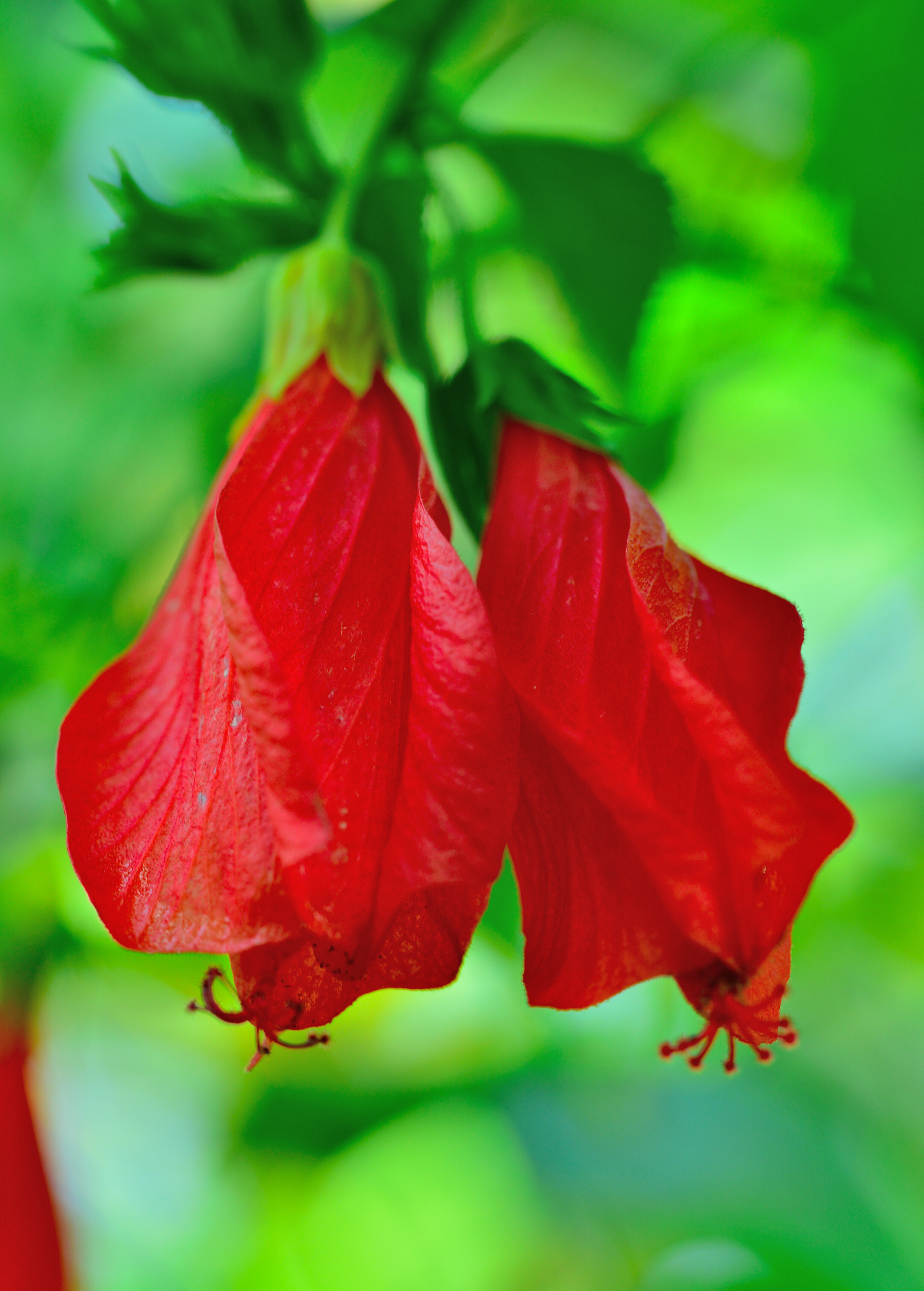 Fruiting Turk's Cap plant (Malvaviscus arboreus) in a coconut coir pot, showcasing lush green leaves and red flower buds.