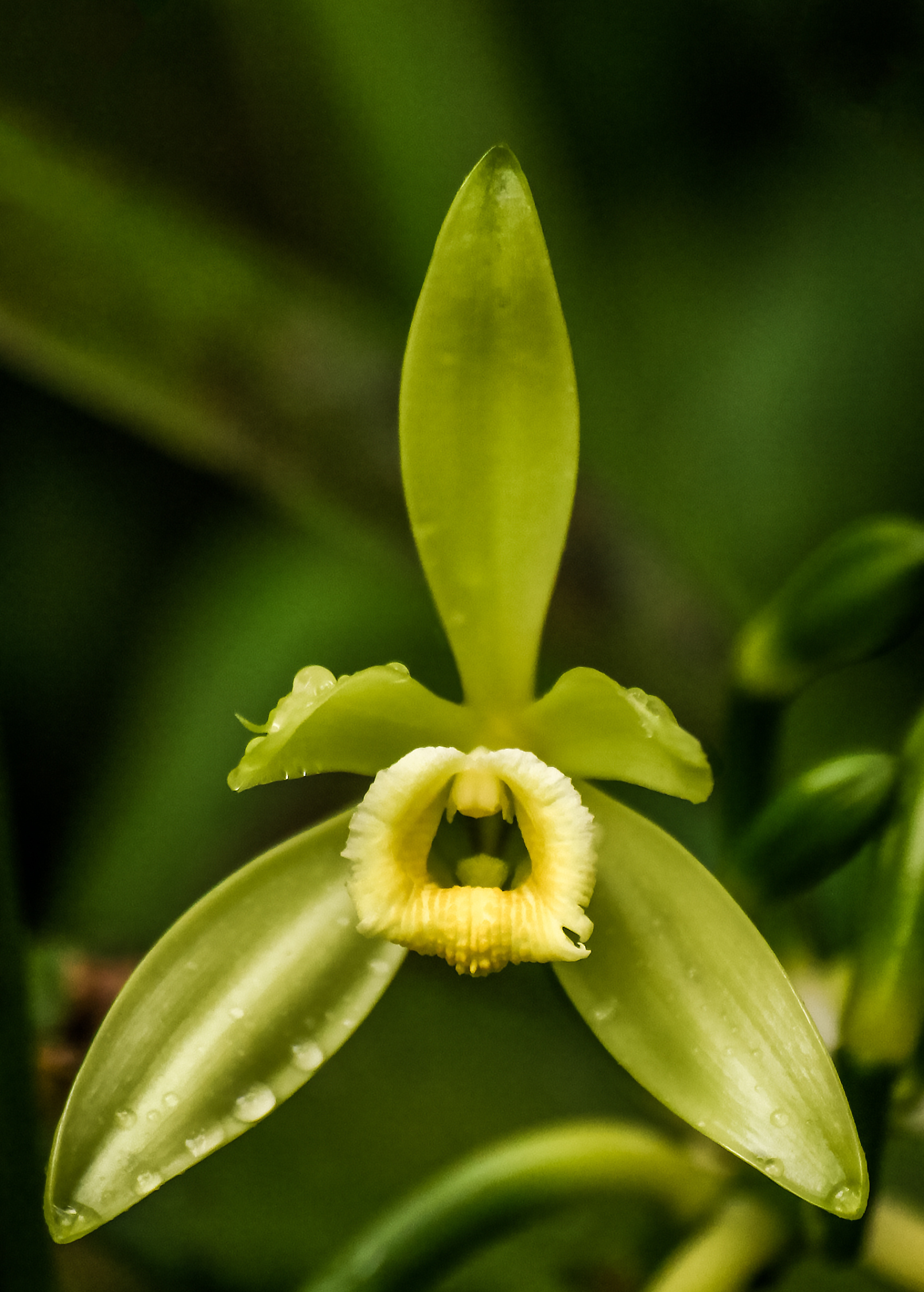 Vanilla Bean Orchid (Vanilla planifolia) in a coconut coir pot, a lush fruiting plant by Sow Exotic, with green leaves and flowering stems.
